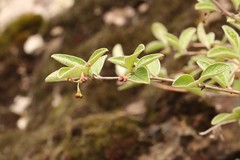 Cotoneaster melanocarpus