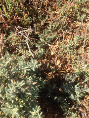 Frankenia salina