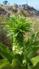 Eucomis