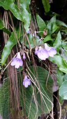 Streptocarpus caeruleus