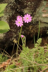 Primula cortusoides