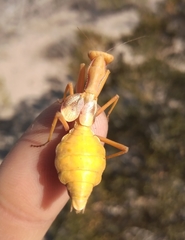 Coptopteryx constricta