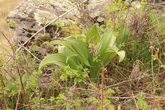 Veratrum nigrum