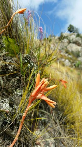 Aloe soutpansbergensis