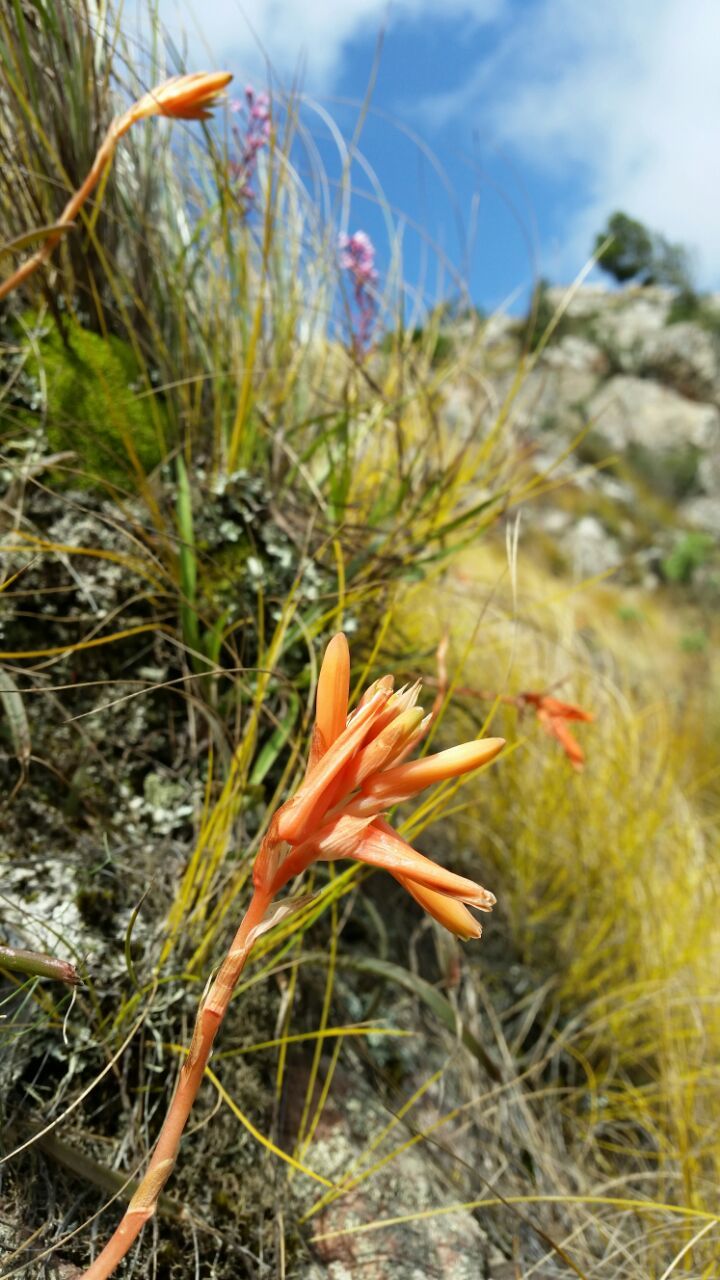 Aloe soutpansbergensis