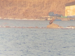 Haliaeetus albicilla