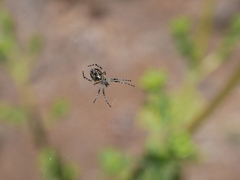 Araneus annulipes