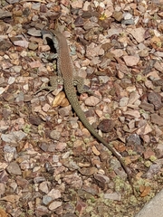 Aspidoscelis stictogrammus