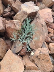 Lomatium tuberosum