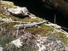 Iberolacerta aurelioi