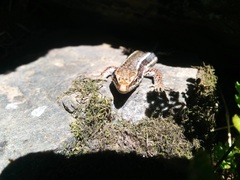 Iberolacerta aurelioi