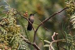 Trochilidae