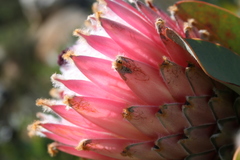 Protea magnifica