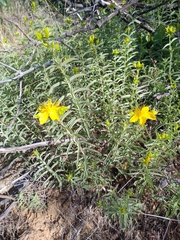 Hypericum concinnum