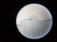 Haliaeetus albicilla