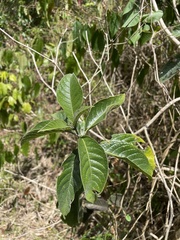 Heliotropium verdcourtii