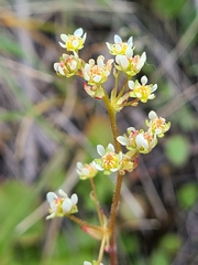 Micranthes fragosa