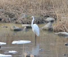 Ardea alba