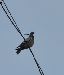 Columba livia domestica
