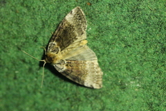Tetheella fluctuosa