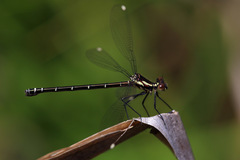 Austroargiolestes calcaris