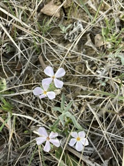 Phlox alyssifolia