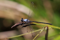 Austroargiolestes calcaris