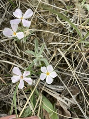 Phlox alyssifolia