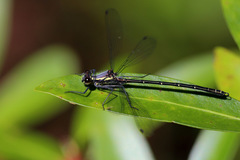 Austroargiolestes calcaris