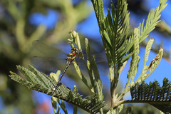 Eusynthemis brevistyla