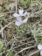 Phlox alyssifolia