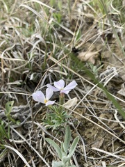 Phlox alyssifolia