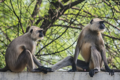 Semnopithecus entellus