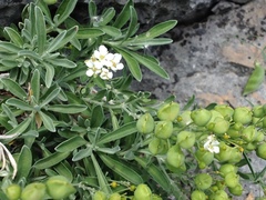 Hormathophylla macrocarpa