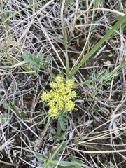 Cymopterus glomeratus