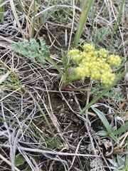Cymopterus glomeratus