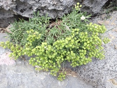 Hormathophylla macrocarpa