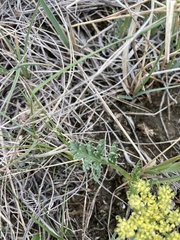 Cymopterus glomeratus