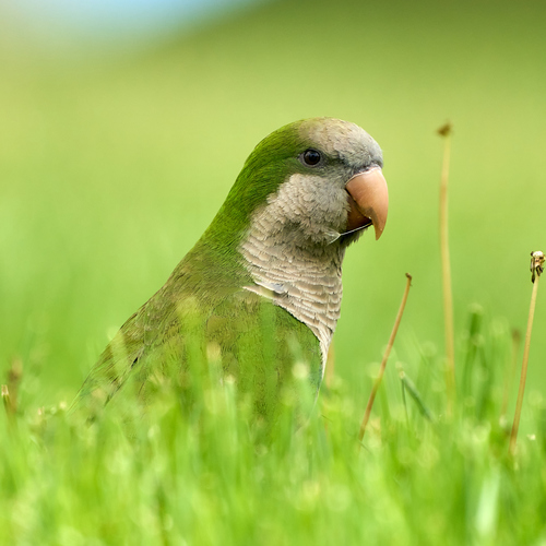 Conure veuve