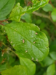 Eriophyes similis