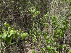 Varronia polycephala