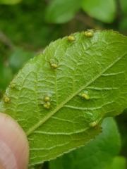 Eriophyes similis
