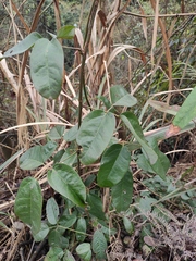 Mucuna sempervirens