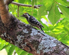 Dendrocoptes auriceps