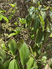 Miconia laevigata