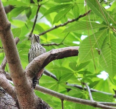 Dendrocoptes auriceps