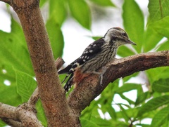 Dendrocoptes auriceps