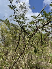 Vachellia tortuosa