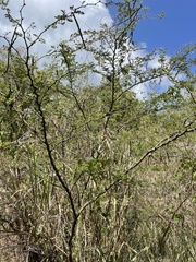 Vachellia tortuosa