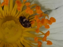 Anthrenus angustefasciatus